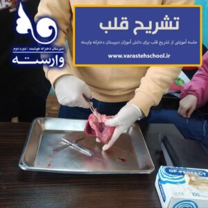 تشریح قلب گوسفند